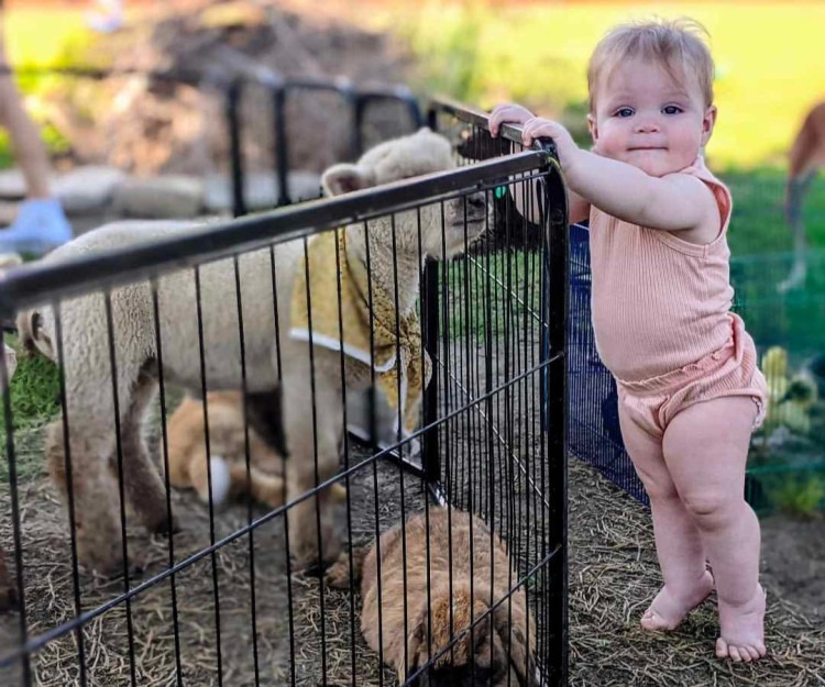 Petting Zoo Petting Zoo